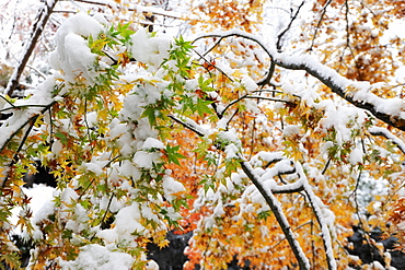 First fall of snow onto maple leaves still showing autumn colours, outside Kubota Itchiku Kimono Museum, Fujikawaguchiko, Japan, Asia