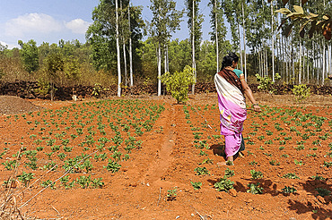 Woman overseeing plot of cultivated cabbages growing in the fertile red soil of Desia Koraput, Odisha, India, Asia