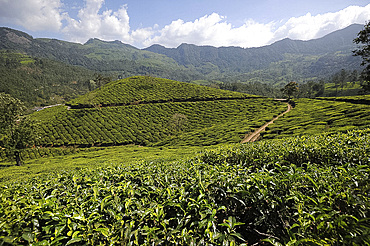 Tea plantations covering the undulating hills in Munnar, Kerala, India, Asia