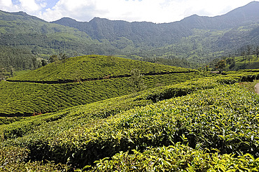 Tea plantations covering the undulating hills in Munnar, Kerala, India, Asia