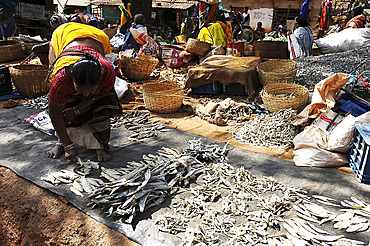 Mali tribeswoman arranging dried river fish in pre-weighed piles for sale in the weekly Mali tribal market, Koraput, Odisha, India, Asia