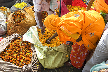 Woman buying marigolds, flower market, Bari Chaupar, Jaipur, Rajasthan, India, Asia