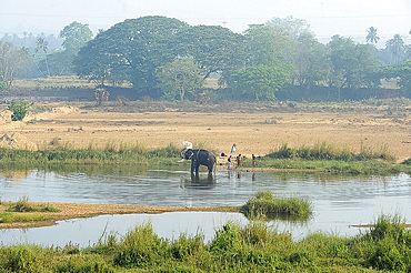 Temple elephant being washed by mahout in the early morning in the Bharathapuzzha River, Cheruthuruthy, Kerala, India, Asia