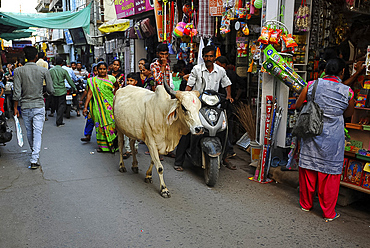 Busy shopping street in the market, with sacred cow, Mandvi, Gujarat, India, Asia