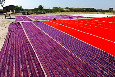 Bolts of brightly coloured dyed and block printed cotton laid out to dry in the sun, Gujarat, India, Asia