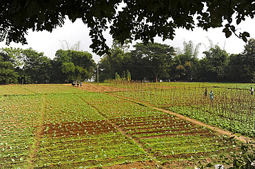 Villagers maintaining neat vegetable fields using traditional pair of oxen with wooden plough near Dadhapatna village, Odisha, India, Asia