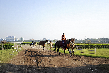 Race horses being exercised at the famous Royal Calcutta Turf Club, built in 1820, Kolkata, West Bengal, India, Asia