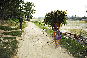 Barefoot village woman leading goat and carrying huge pile of reeds back home in Brahmaputra river village, Assam, India, Asia