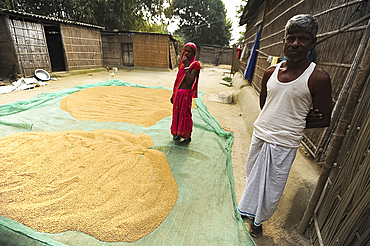 Husband and wife outside their bamboo house in a river village with their precious rice crop drying on a plastic sheet, Assam, India, Asia