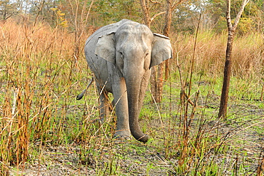 Young wild elephant emerging from grassland in Kaziranga National Park, Assam, India, Asia