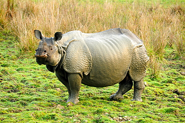 Greater one-horned Rhino, one of 2400 in the Kaziranga National Park, Assam, India, Asia