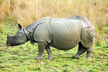 Greater one-horned Rhino, one of 2400 in the Kaziranga National Park, Assam, India, Asia