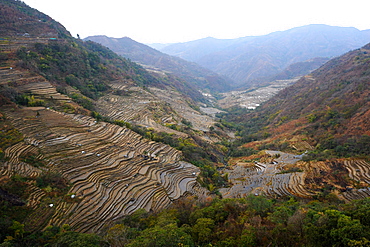 Terraced rice paddy lining the sloping hillsides in the Naga hills, Kezoma district, Nagaland, India, Asia