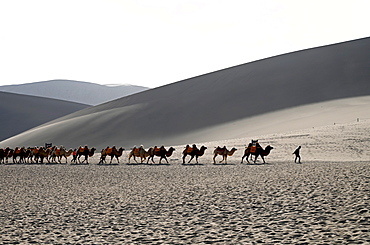 Camels being led back through the Singing Sand Dunes, Dunhuang, Northwest Gansu province, China, Asia