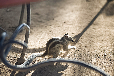 Indian palm squirrel (Funambulus palmarum), Rajasthan, India, Asia