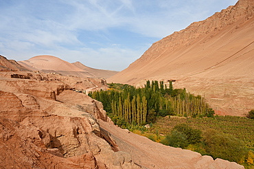 Poplar trees and vineyards growing where water passes through the Taklamakan desert, Xinjiang, China, Asia