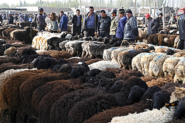 Uyghur men look over sheep lined up for sale in Kashgar Sunday market, Kashgar, Xinjiang, China, Asia