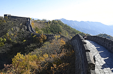 View along the Great Wall of China, Mutianyu section, UNESCO World Heritage Site, trees in autumn colours, Beijing, China, Asia