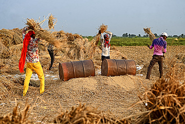 Young men, itinerant workers, threshing rice sheaves against tin drums to release the rice, Gujarat, India, Asia