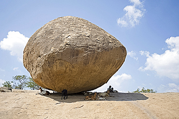 Goats and goatherd sheltering from the sun under Lord Krishna's butterball, a giant natural rock perched on a slope, Mamallapuram, Tamil Nadu, India, Asia