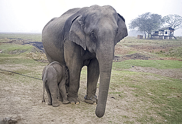 Two month old baby calf nuzzling mother elephant to suckle, Kaziranga National Park, Assam, India, Asia