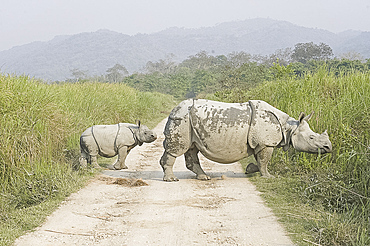 Indian white rhinoceros and calf emerging from elephant grass in Kaziranga National Park, Assam, India, Asia