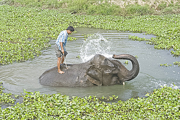 Elephant spraying herself and the mahout whilst bathing in water surrounded by water hyacinth, Kaziranga, Assam, India, Asia