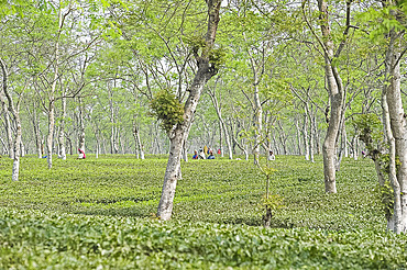 Women working in Assam tea garden, Jorhat, Assam, India, Asia