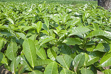 Assam tea leaves growing, Jorhat, Assam, India, Asia