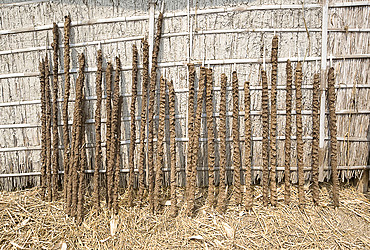 Cattle dung pressed onto sticks to be sun dried and used as cooking fuel, Nalvara village, Assam, India, Asia