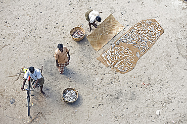 Sorting and drying the morning's catch of fish, Dhanushkodi, Tamil Nadu, India, Asia