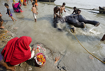 Bihari woman lays out a puja prayer on the banks of the Ganges where an elephant is being washed by mahouts, Patna, Bihar, India, Asia