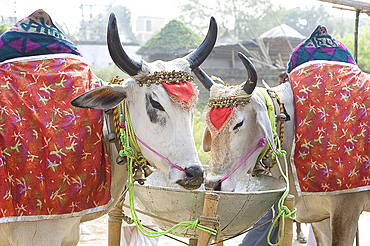 Two white cows, decorated with cloth and bells, for sale at the annual Sonepur Cattle Fair near Patna, Bihar, India, Asia