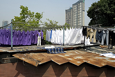 Laundrymen (dhobi wallah), sorting laundry by colour on corrugated iron roofs, Mahalaxmi dhobi ghats, Mumbai, India, Asia