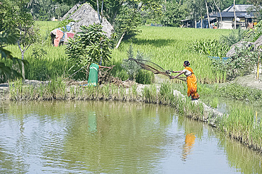 Village woman casting fishing net amongst rice fields, Bali Hat Khola village, Bali Island, Sunderbans, West Bengal, India, Asia