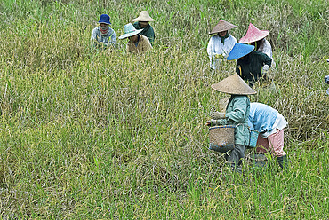 Women picking rice, Serian, Sarawak, Malaysian Borneo, Malaysia, Southeast Asia, Asia