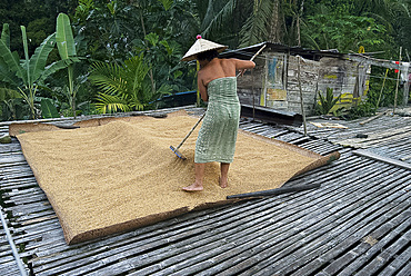 Iban tribeswoman raking through drying rice crop on sacking laid on bamboo longhouse verandah, Lemanak River, Sarawak, Malaysian Borneo, Malaysia, Southeast Asia, Asia