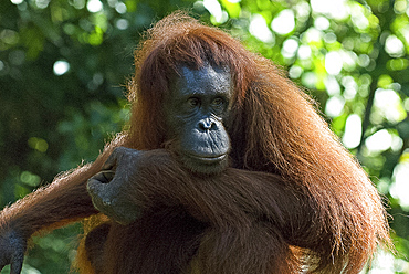 Semi-wild Orang Utan (Pongo pygmaeus) at Semengok Orangutan Sanctuary and Rehabilitation Centre, Kuching, Malaysian Borneo, Malaysia, Southeast Asia, Asia