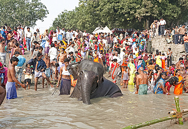 Elephant being washed by mahout near the banks of the River Ganges crowded with visitors to the Sonepur Cattle Fair, Bihar, India, Asia