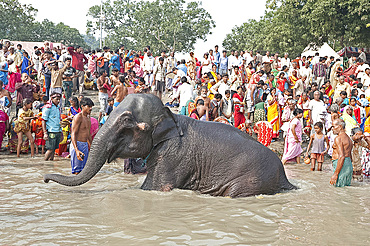 Elephant being washed by mahout near the banks of the River Ganges crowded with visitors to the Sonepur Cattle Fair, Bihar, India, Asia