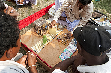 Fortune telling green parakeet being used to pick tarot cards at Sonepur Cattle Fair, Bihar, India, Asia