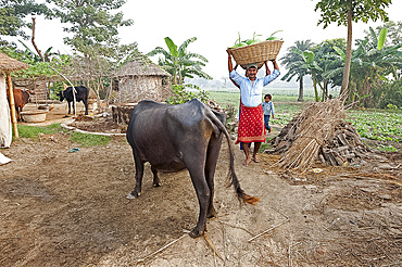 Bihari man in red dhoti carrying basket of pumpkins on his head through his village of dome thatched houses, Sonepur, Bihar, India, Asia