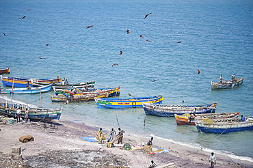 Brahmin kites soar over the boats as the morning's catch of fish is unloaded, Dhanushkodi, Tamil Nadu, India, Asia