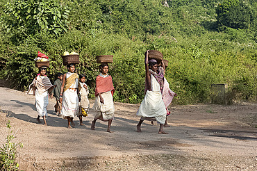 Dunguria Kondh tribeswomen walking barefoot to market carrying baskets of produce on their heads, Bissam Cuttack, Orissa, India, Asia