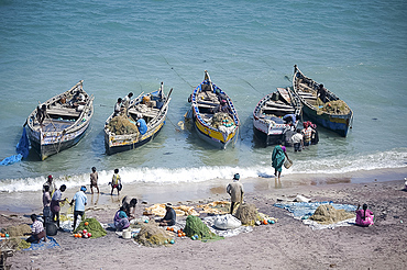 Everybody joins in as the morning's catch of fish is unloaded, Dhanushkodi, Tamil Nadu, India, Asia