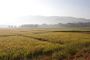 Rice ripening in afternoon light in fields, rural Orissa, India, Asia