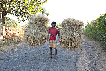 Man carrying bundles of rice straw balanced on wooden pole along rural road near Rayagada, Orissa, India, Asia