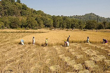 Villagers harvesting fields of rice, Orissa, India, Asia