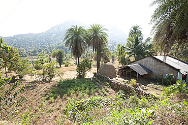 Vegetables growing in communal village plot in Saura tribal village, rural Orissa, India, Asia