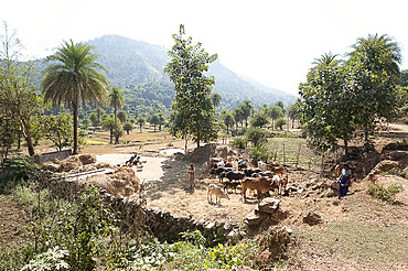 Communal village cattle threshing rice by walking on it in Saura tribal village, rural Orissa, India, Asia